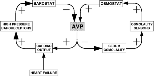 Figure 8 Model of effector sharing. The “barostat” and “osmostat” share the arginine vasopressin (AVP) effector.