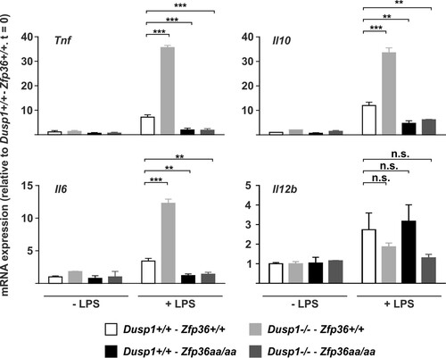 FIG 9 Regulation of cytokine expression by the DUSP1-TTP axis in vivo. Dusp1+/+-Zfp36+/+, Dusp1−/−-Zfp36+/+, Dusp1+/+-Zfp36aa/aa, or Dusp1−/−-Zfp36aa/aa mice were injected intraperitoneally with 5 mg/kg LPS and humanely sacrificed after 3 h. Spleens were excised, RNA was prepared, and the levels of the indicated transcripts were quantified by qPCR, with normalization against B2m mRNA levels and then against the untreated wild-type (Dusp1+/+-Zfp36+/+) control. Graphs represent means ± standard errors of the means for 2 untreated and 4 LPS-treated mice of each genotype. n.s., not statistically significant; **, P < 0.01; ***, P < 0.005 (by ANOVA).