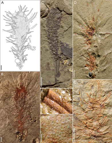 Figure 7. Allonnia from Kaili Biota. A-D, F, Allonnia erjiensis. A, the fossil sketch drawing of B, dotted lines represent the uncertainty of sclerites. B, MBP-35. C, MBP-45. D, MBP-37. E, G, Allonnia phrixothrix, specimen no. MBP-40. F, detail of D (position marked by white frame). G, integument detail of E; ‘lr’, lateral ray; ‘asr’, ascending ray. Scale bars: A-E = 2 mm; F, G = 0.1 mm.