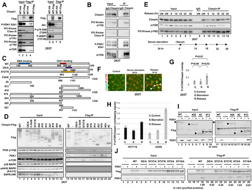 FIG 5 Claspin interacts with members of the PI3K-PDK1-mTOR pathway. (A) Flag-tagged wild-type or HA-tagged (negative control) Claspin was expressed in the 293T cells, and immunoprecipitates pulled down by anti-Flag antibody agarose beads were analyzed by Western blotting with indicated antibodies. (B) Triton-soluble extracts of 293T were prepared and were used for immunoprecipitation by anti-IgG or anti-Claspin antibody. The input extracts and immunoprecipitates were analyzed by Western blotting with antibodies indicated. (C) The schematic drawing of the wild-type and mutant Claspin polypeptides used in the pull-down assays. (D) Flag-tagged wild-type or various mutant Claspin polypeptides were expressed in 293T cells, and immunoprecipitates pulled down by anti-Flag antibody agarose beads were analyzed as in (A). Among PI3 kinase subtypes, PI3 kinase p100β, that showed strongest binding, was examined. (E) 293T cells cultured in serum-free medium for 24 h and released by addition of serum were harvested at indicated times. Triton-soluble extracts were prepared and were used for immunoprecipitation by anti-Claspin antibody. The input extracts and immunoprecipitates were analyzed by Western blotting with antibodies indicated. UN, untreated. Lane 8, immunoprecipitated by control IgG. (F) 293T cells were cultured in normal medium (control) or serum-free medium for 24 h (serum starvation 24 h). Cells in serum-free medium were released by addition of serum for 14 h (Release 14 h). Cells were fixed with PFA, treated with Triton X100, and stained with anti-mouse Alexa 488 conjugated anti-Claspin antibody (green) and anti-rabbit Alexa 594 conjugated anti-P-mTOR antibody (phosphorylated at S2448; red). Cells were observed under fluorescence microscopy. (G) Quantification of the fractions of P-mTOR signals overlapping with Claspin signals in cells under normal growth, after starvation, or after release from starvation, based on the data in (F). We counted the number of P-mTOR-positive cells expressing P-mTOR in cytosol and/or nuclei excluding dead cells. We then counted cells with nuclei of yellow signals (overlapping of P-mTOR [Red] and Claspin [Green]) and divided by the numbers of the P-mTOR-positive cells. We counted ∼300 cells in each experiment. Experiments were repeated three times and error bars are indicated. (H) HCT116 and U2OS cells were cultured in normal medium (C) or serum-free medium for 24 h (S), and released for 14 h (R). Claspin and phosphorylated mTOR were detected as described in (F), and the fractions of P-mTOR signals that overlap with the Claspin signals were quantified as described in (G). Experiments were conducted three times and error bars are indicated. (I) Various Flag-tagged Claspin polypeptides were mixed with purified PDK1 in vitro, and pulled down by anti-Flag agarose beads, followed by analysis by Western blotting with indicated antibodies. (J) Purified PDK1 was incubated with various purified Flag-tagged Claspin polypeptides, pulled down by anti-Flag agarose beads and was analyzed by Western blotting with indicated antibodies. One fifth of the reaction mix before pull-down is analyzed as Input. In ST27/A, ST5/A and ST19/A, all the serines/threonines in aa903-1120, aa1121-1218, and aa1219-1337, respectively, were replaced by alanine. ST27/E has glutamic acids replacing all the serines/threonines in aa903-1120, while all the acidic residues (aspartic acid and glutamic acid) were replaced with alanine in 988-1086 aa in DE/A.