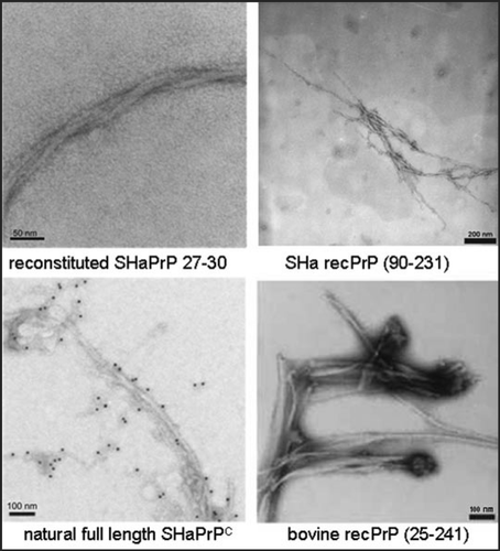 Figure 3 Fibrils formed of different PrP preparations by the in vitro conversion system in presence of NaCl. Electron micrographs of fibrils formed of different PrP preparations are shown. Recombinant (recPrP) as well as fully translational modified PrP (reconstituted SHaPrP 27–30, natural full length PrPC) with hamster (SHa) sequenz as well as full length recombinant bovine PrP (bovine rec PrP 25–241) were used. Figure rearranged according to reference Citation24 and Citation26.