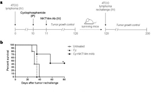 Figure 4. Long-term immunity is induced by the combination of cyclophosphamide and NKT14m mAb.(a) Mice immunized with Cy alone or Cy+ NKT14m treatment that survived the first 4TOO tumor injection (n = 3 and n = 7, respectively) were rechallenged with a second dose of tumor cells (4x105 cells/mouse, iv) at day 120. Mice were followed daily for survival. (b) Survival analysis of mice rechallenged with 4TOO tumor cells as described in (a). A group of untreated age-matched mice received an injection of 4 × 105 4TOO tumor cells as control. *p < 0.05.