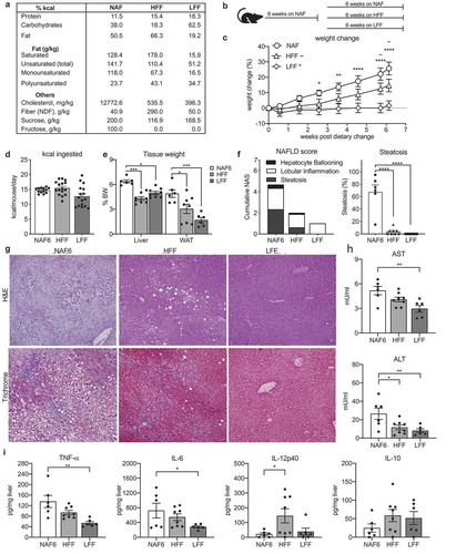 Figure 2. Both a high fat/high fiber and a low fat/low fiber diet can reverse the progression of NAFLD. C57bl/6 wildtype mice were treated with NAF for 6 weeks ad libitum and then introduced to a dietary intervention of either a high-fat/high-fiber diet (HFF) or a low-fat/low-fiber diet (LFF) for 8 additional weeks. (a) Macronutrient breakdown of diets and (b) model of dietary intervention. (c) Percent weight change during dietary intervention using NAF at 6 weeks (NAF6) as a baseline. (d) Daily consumption of diet by kilocalories (kcal) per mouse per diet. E) Liver and white adipose tissue weights by percent body weight. (f) NAS and percent steatosis of mice scored by a pediatric liver pathologist blinded to the samples. (g) Representative image of H&E and trichrome stained liver section. (h) AST and ALT levels measured in serum by ELISA. (i) Levels of TNF-a, IL-6, IL-12p40, and IL-10 cytokine measurements in 50 mg homogenized liver tissue. Data is the mean ± SEM of 2 independent experiments, n = 5–8mice/group. Statistics for (C) is 2way ANOVA, Dunnett’s multiple comparisons; (C-E, G-H) is one-way ANOVA, Dunnett’s multiple comparisons; *, p < .05; **, p < .01; ***, p < .005; and ****, p < .001.