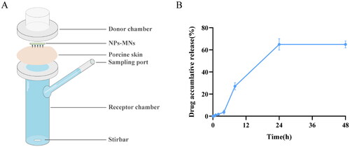 Figure 6. Setup to measure transdermal release in vitro (schematic) (A) and accumulative release of triptorelin from nanoparticles-encapsulated polymeric microneedles (NPs-MNs) (B).