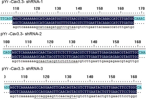 Figure 2. Sequences (underlined) of pYr-1.1-Cav3.3 shRNA-1, pYr-1.1-Cav3.3 shRNA-2 and pYr-1.1-Cav3.3 shRNA-3.