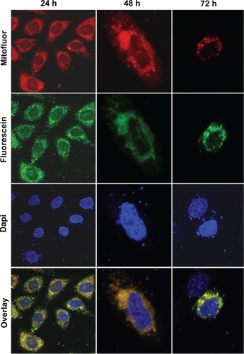 Figure 6 Mitochondrial localization of the GFP/E fusion protein in SW480 cells. Representative fluorescent microscopy images of transfected SW480 cells expressing fusion protein E-GFP at 24 (×10), 48 (×40), and 72 hours (×40). The dotted pattern of GFP-E fluorescence is shown in green. The majority of expressed GFP-E was found to be colocalized with MitoFluor (shown in red color). Colocalization is shown in yellow. Cell nuclei were counterstained with DAPI.