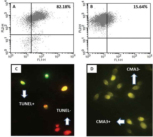 Figure 2. Flow cytometry analysis of percentages of PLCζ positive spermatozoa in two semen samples with normal (A) and abnormal (B) semen parameters. Percentage of PLCζ positive spermatozoa was higher in individuals with normal parameters compared to abnormal parameters. Fluorescence images of spermatozoa stained with TUNEL (C) and CMA3 staining (D) for DNA fragmentation and protamine deficiency, respectively. Spermatozoa with green staining (TUNEL+) and bright yellow staining (CMA3+) were considered as protamine deficient and DNA fragmented, respectively. PLCζ: phospholipase C-zeta; CMA3: chromomycin A3; TUNEL: terminal deoxynucleotidyl transferase dUTP nick end labelling.