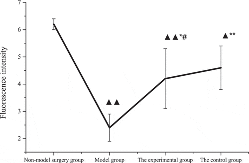 Figure 7. Membrane potential fluorescence intensity of rats in each group.