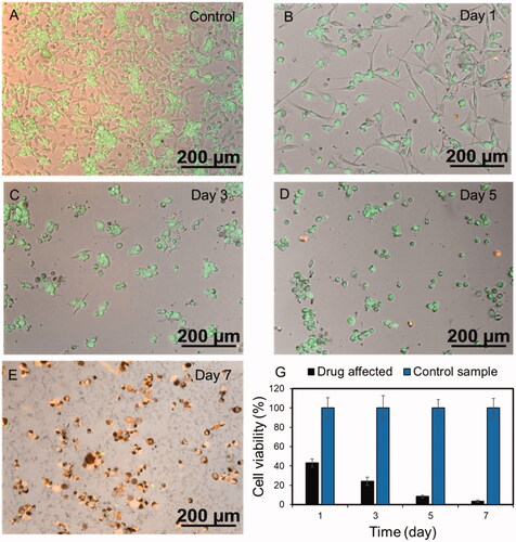 Figure 6. Live-Dead fluorescent imaging of the U-87 gliobalastoma cell line (A) without drug and (B–E) after drug applying. (G) MTT profile of the drug affected U-87 gliobalastoma cells at each time intervals.