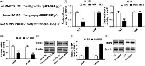 Figure 5. MMP2 is the direct target of miR-3182. (A) The potential binding sequences were showed. (B) Dual-luciferase activity assay revealed that MMP2 is the direct target of miR-3182. (C) Overexpression of miR-3182 could inhibited the expression of MMP2 via qPCR. (D) Overexpression of miR-3182 could inhibited the expression of MMP2 via western blotting. (E) Overexpression of linc00858 could upregulated the expression of MMP2 via qPCR. (F) Overexpression of linc00858 could upregulated the expression of MMP2 via western blotting.