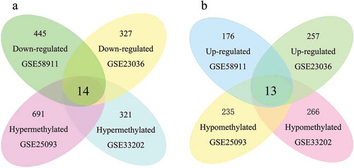 Figure 2. Identification of aberrantly methylated-differentially expressed genes within gene expression datasets (GSE23036, GSE58911) and gene methylation datasets (GSE33202, GSE250932). a: Hypermethylated and downregulated genes. b: Hypomethylated and upregulated genes.