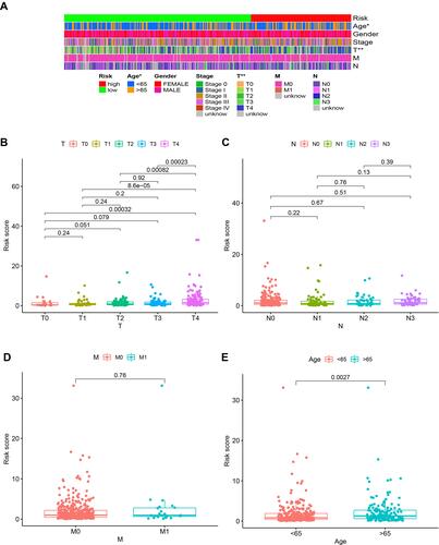 Figure 6 Clinical evaluation by the risk model. A strip chart (A) along with the scatter diagram showed that T stage (B), N stage (C), M stage (D), and age (E) were associated with the risk score.