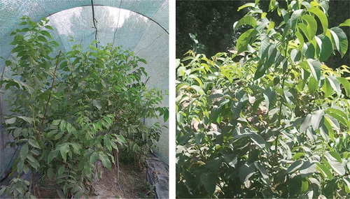 Figure 4. Scion growth under shade-house (left) in the first experiment and Scion growth in nursery (right) in the second experiment.