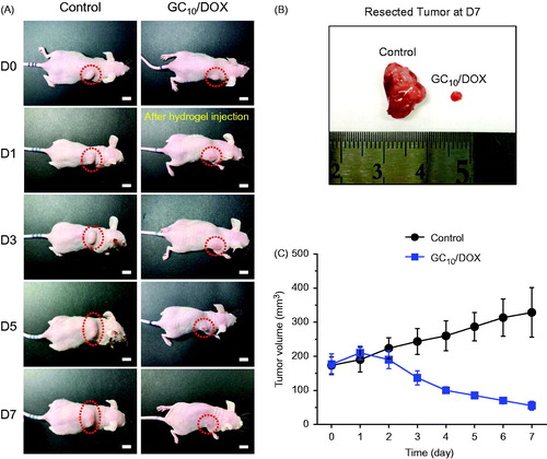 Figure 6. (A) Size appearance of tumor in control and GC10/DOX-treated mouse on days 0, 1, 3, 5 and 7. (B) Comparison of tumor size extracted from control and GC10/DOX-treated mouse at day 7. (C) Tumor volume (mm3) of control and GC10/DOX-treated mice. Error bars represent mean ± SD (n = 3); these experiments were repeated three times. The white scale bars indicate 1 cm.