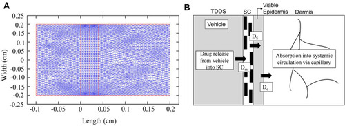 Figure 5 Finite elementary mesh of the finite element solutions (A) and the multilayer geometry of drug transport system (B), Dm, Ds, and De are the Kp of drug from vehicle to SC, from SC to viable epidermis, and from viable epidermis to dermis, respectively.