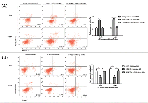 Figure 8. MiR-21-5p mediated the effects of MEG3 on Hela and CaSki cells apoptosis. (A) Effect of co-transfection of pcDNA- MEG3 and miR-21-5p mimic on apoptosis of Hela and CaSki cells. (B) Effect of co-transfection of si-MEG3 and miR-21-5p inhibitor on apoptosis of Hela and CaSki cells. ＊P < 0.05.