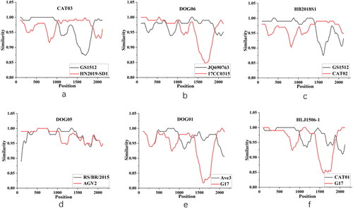 Figure 4. Recombination occurrence in CAT03, DOG06, CAT02, DOG05, DOG01, and CAT01 strains was predicted using simplot software. (a) Recombination event related to CAT03. (b) Recombination event related to DOG06. (c) Recombination event related to CAT02. (d) Recombination event related to DOG05. (e) Recombination event related to DOG06. (f) Recombination event related to CAT01.