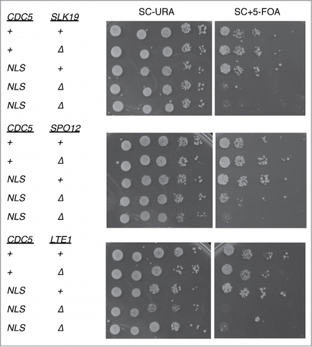 Figure 6. Genetic interaction of cdc5-GFP-NLS with mutants defective in mitotic exit. cdc5-GFP-NLS cells harboring a complementing CDC5 plasmid (with a URA3 selective marker) were crossed with slk19Δ, spo12Δ, and lte1Δ. After tetrad dissection, relevant double mutants were spotted onto SC-URA or SC with 5-fluororotic acid (5-FOA which counter selects for URA3+) plates together with each single mutants (VB677, VB683, VB657, VB659, VB661) at 25°C. cdc5-GFP-NLS slk19Δ (VB597, VB598), cdc5-GFP-NLS spo12Δ (VB622, VB624) and cdc5-GFP-NLS lte1Δ (VB645, VB646) all failed to lose the complementing plasmid indicating synthetic lethality.