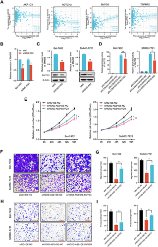 Figure 7 SMYD3-mediated the oncogenic phenotypes of HOXD-AS2 in HCC cells was confirmed by rescue experiments. (A) Correlation analysis between the expression of HOXD-AS2 and four oncogenes (AKR1C3, NOTCH2, SMYD3, TGFBR2) in HCC based on TCGA data. The regulatory effect of HOXD-AS2 on SMYD3 was validated by qRT-PCR (B) and western blotting (C). (D) The effects of HOXD-AS2 knockdown on the promoter activity of SMYD3 in HCC cells. Overexpression of SMYD3 attenuates the suppressive effects of HOXD-AS2 knockdown on HCC cell proliferation (E), migration (F and G) and invasion (H and I), scale bar =200 μm. siNC, negative control; siHOXD-AS2, HOXD-AS2 knockdown; OE-NC, empty overexpression vector; OE-SMYD3, SMYD3 overexpression; pGL3-Basic, pGL3-Basic empty vector; pGL3-SMYD3, pGL3-Basic vector containing the SMPD3 promoter. Data are given as mean ± SD (n = 3). *p < 0.05, **p < 0.01.