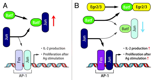 Figure 2. The relationship between Egr2/3 and Batf, Jun, AP-1. The function of Batf in the absence of Egr2/3 (A) and in the presence of Egr2/3 (B).