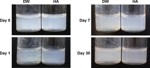 Figure 2 Digital images of PTX dispersed in distilled water (DW) and in aqueous HA solution.Abbreviations: PTX, paclitaxel; HA, hyaluronic acid.