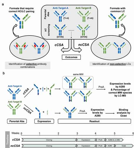 Figure 2. Schematic representation of the design of high-throughput Chain Selective Assessment methods (CSA)