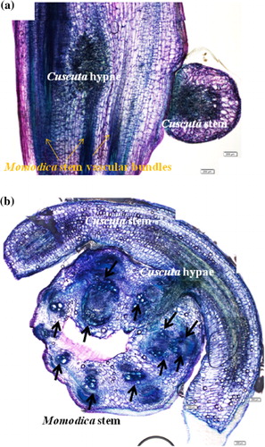 Figure 4. Transverse (a) and longitudinal (b) sections of Momordica stems with Cuscuta parasitization at stage 2. Several photos were merged into one picture. Thickness 60 µm and stained with Toluidine blue. Scale bar: 200 µm. Cuscuta hypae invaded Momordica stem deeper and reached to vascular bundles at this stage. Hypertrophy stem contained more than eight vascular bundles. Vascular bundle connection between hyphae and Cuscuta stem were established at this stage.