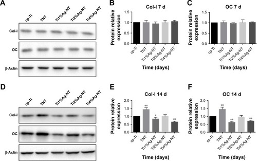 Figure 8 Western blot analysis of Col-I and OC protein expression levels at days 7 and 14: (A–C) Col-I and OC expression at day 7; (D–F) Col-I and OC expression at day 14.Notes: Data were normalized to the β-actin protein expression level and converted to the fold change relative to cells on the control sample (cp-Ti). *P<0.05 and **P<0.01.Abbreviations: Col-I, collagen-I; cp-Ti, commercially pure Ti; NT, nanotubes; OC, osteocalcin; TNT, titanium nanotubes.