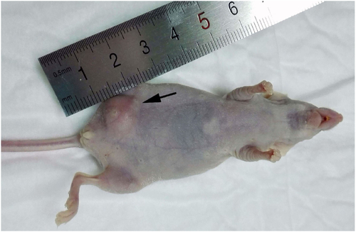 Figure S5 Orthotopic nude mouse model of TNBC (arrow).Abbreviation: TNBC, triple-negative breast cancer.