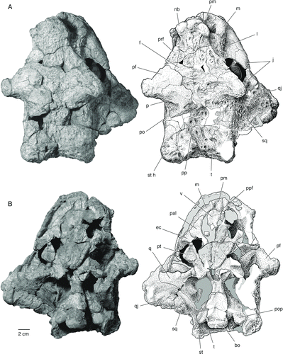 FIGURE 2 The skull of Bunostegos akokanensis (MNN MOR86). Photograph and interpretative drawing in A, dorsal and B, ventral views. Abbreviations: bo, basioccipital; ec, ectopterygoid; f, frontal; j, jugal; l, lacrimal; m, maxilla; nb, nasal boss; p, parietal; pal, palatine; pf, postfrontal; pm, premaxilla; po, postorbital; pop, paroccipital process of opisthotic; pp, postparietal; ppf, prepalatal foramen; prf, prefrontal; pt, pterygoid; q, quadrate; qj, quadratojugal; sq, squamosal; st, supratemporal; st h, supratemporal ‘horn’; t, tabular; v, vomer.