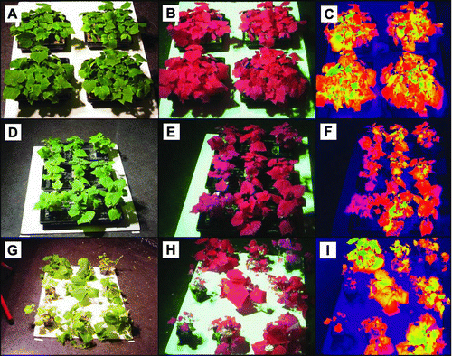FIGURE 2 Conventional (RGB) images of C. sativus plants exposed to nitrogen deficiency treatments under artificial (halogen) lighting (A, D, G), CIR color composite (B, E, H), and NIR/red ratio (C, F, I). Images were obtained prior to treatment (A, B, C) and at 3 (D, E, F) and 6 (G, H, I) wks post-treatment. Plants are arranged as follows: four sets of pre-treatment control (1.0 N) plants (A, B, C); right column (control, 1.0 N), center column (0.5 N), and left column (0.0 N) (D, E, F); upper left (control, 1.0 N), upper middle (0.5 N), upper right (0.0 N), middle left (0.0 N), center (control, 1.0 N), middle right (0.5 N), lower left (0.0 N), lower middle (0.5 N), and lower right (control, 1.0 N) (G, H, I). Nitrogen was added in the form of ammonium nitrate, where control (1.0 N) treatments were 240 mg L−1 of NH4NO3