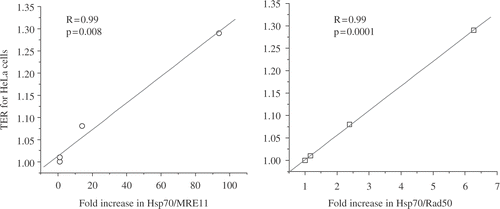 Figure 13. The Associations Between MRE11/Rad50 and Hsp70 Relate to the TER Obtained from a Heat Treatment. The association between the indicated molecules was measured by immunoprecipitation and Western blotting.