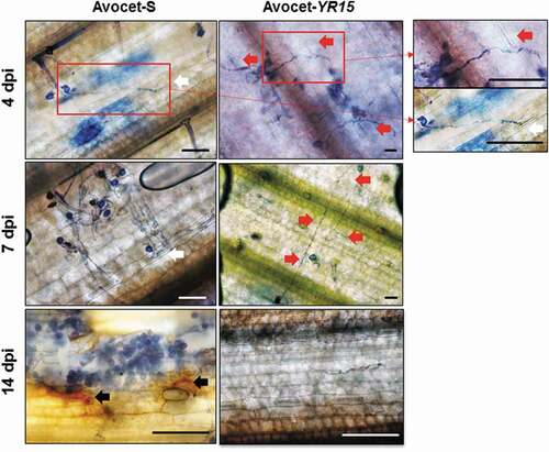 Fig. 2 Microscopic analysis of the growth of Puccinia striiformis f. sp. tritici isolate UGW16001 germ-tube on the surface of leaves of the wheat lines Avocet-S and Avocet-Yr15 at 4, 7 and 14 dpi. White arrows indicate successful penetration into the Avocet-S leaf. Red arrows indicate prevention of penetration into the Avocet-Yr15 leaf. Black arrows show areas with brownish/orange colouration indicating diaminobenzidine (DAB)-stained accumulation of H2O2. Fungal structures were stained with trypan blue. Scale bars = 50 µm