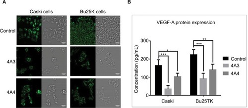 Figure 5 BCL-2 and VEGF protein expression quantification.Notes: (A) Confocal microscopy for BCL-2 immunostaining for control and 4A3- and 4A4-treated CASKI and Bu25TK cells for 48 hours post treatment in eight-well chamber slides (20× magnification). (B) VEGF quantification from cell culture medium was performed using ELISA for same experimental groups at 48 hours post treatment. *P≤0.05; **P≤0.01; ***P≤0.001.