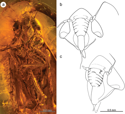 Figure 1. Morphology of Jantarineura serafini gen. et sp. nov.: (a) head and thorax with legs, ventral side; (b) head, frontal view (reconstruction); (c) head, fronto-lateral view, slightly to the left side (reconstruction).
