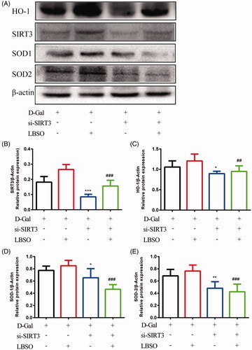 Figure 8. The effects of LBSO on anti-oxidation in SIRT3. (A) Representative Western blot image; mean densities of (B) SIRT3, (C) HO-1, (D) SOD-1, and (E) SOD-2 of TM4 cells in control, LBSO, si-SIRT3, and si-SIRT3-LBSO group. Densitometry was used to compare the expression levels. β-Actin was used as an internal loading control. All data are expressed as the mean ± SD, n = 10; *p < 0.05, **p < 0.01, ***p < 0.001, compared to the control group; ##p < 0.01, ###p < 0.001, compared to the LBSP group.