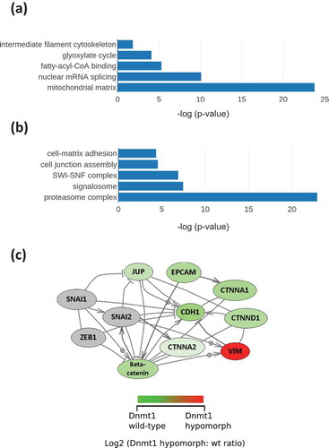 Figure 2. (a). Gene Ontology terms enriched in the proteome from HCT116-Dnmt1∆3−5 cells. Gene Ontology terms from the set of significantly (p < 0.05) differential increased proteins in hypomorph cells. Selected GO terms where p-value <0.05 and the rank difference between hypomorph and wild-type GO terms are shown. (b). Gene Ontology terms enriched in the proteome from HCT116-Dnmt1WT cells. Gene Ontology terms from the set of significantly (p < 0.05) differential increased proteins in wild-type cells. Selected GO terms where p-value <0.05 and the rank difference between wild-type and hypomorph GO terms are shown. (c). Network analysis of proteins with differential abundance in HCT116-Dnmt1∆3−5 cells. Selected differential protein interaction-networks are shown (Catenin-EMT network coloured according to mutant/wild-type abundance ratio). Nodes in grey indicate proteins not identified in the mass-spectrometry datasets but analysed by Western blot. Protein interaction networks were identified using Pathway Studio and String DB, using evidence-based directional interaction search settings. Networks were then extracted and manually pseudo-coloured to articulate differential abundance change in the nuclear proteomic profile of HCT116-Dnmt1∆3−5 cells.