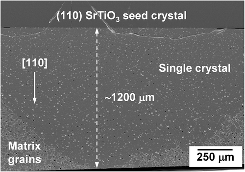 Figure 5. SEM micrograph of an NBT-25ST single crystal grown by top-seeded solid state crystal growth