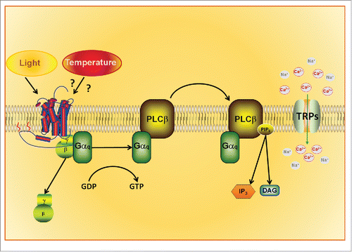 Figure 6. Hypothetical Signaling Pathway of the Thermo-Activation of Opsins. Recent data show the involvement of opsins (rhodopsin/melanopsin) and TRPA1 in temperature discrimination of Drosophila larvae. Temperature activates opsins by an unknown mechanism, triggering the phosphoinositide cascade. Depletion of PIP2 from the cell membrane leads to TRP channel opening and cation influx into the cytoplasm.