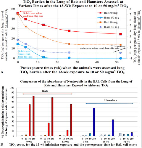 Figure 14. (A) TiO2 burden in the lung of rats and hamsters that were exposed to pigment TiO2 for 13 weeks. (B) Percentage of neutrophils in the BAL cells the lung of TiO2-exposed rats and hamsters. Each point is the average data from five animals. Black arrows indicate the Y-axis with the values for the curve. Data (no standard deviation) presented here are courtesy of Dr. Warheit and were replotted from data presented in Bermudez et al. (Citation2002).