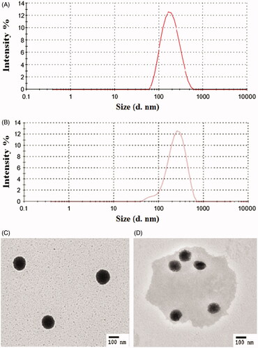 Figure 2. Particle characterization of SLN in the DRTN: (A) dynamic light scattering at 25 °C, (B) dynamic light scattering at 36.5 °C, (C) transmission electron micrograph at 25 °C (10 000×), (D) transmission electron micrograph at 36.5 °C (10 000×).