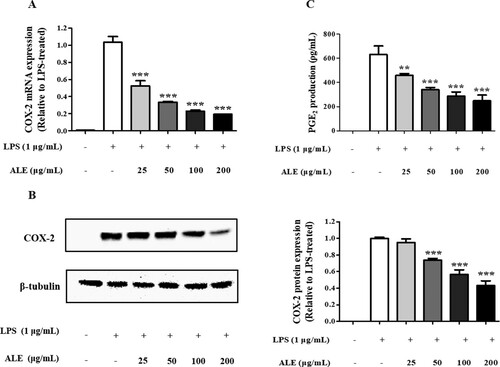 Figure 3. Decrease in COX-2 expression and PGE2 production. ALE suppressed the expression of COX-2 at the mRNA (A) and protein (B) levels, and the production of PGE2 (C). PGE2 present in the cell culture media was measured by ELISA. Representative western blots are shown in part (B). The data are expressed as means ± S.D. (n = 4). *p < .05, **p < .01, ***p < .001 compared to LPS-treated cells.