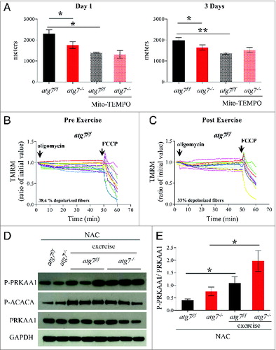 Figure 7. Mitochondria targeted antoxidant Mito-TEMPO impairs the physical performance and mitochondria function of atg7f/f mice. (A) Mean maximal running distance after 1 (left) and 3 (right) d of eccentric exercise with and without Mito-TEMPO treatment in atg7f/f and atg7−/− females (Mito-TEMPO-treated n = 3 atg7f/f, n = 3 atg7−/−). Mito-TEMPO treatment worsened atg7f/f physical performance. (B and C) TMRM analysis of atg7f/f females pre-exercise (B) and postexercise (C) after Mito-TEMPO treatment. Mitochondrial ability to maintain membrane potential is compromised by prolonged antioxidant treatment (n > 15 per condition). (D) Representative immunoblots for the activation of PRKAA1 and ACACA in control and exercised atg7f/f and atg7−/− females, following NAC treatment. (E) Histogram of the densitometric quantification of phospho-PRKAA1 corrected for its total content (n = 3 each condition, P < 0.05).