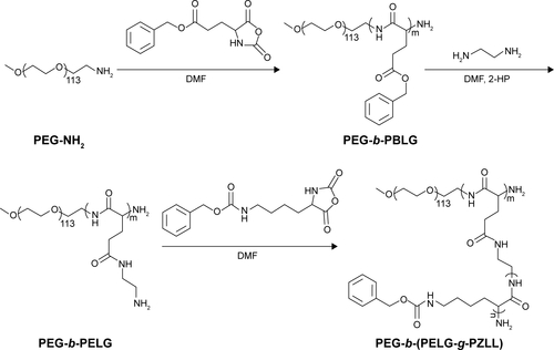 Figure S1 Synthesis of PEG-b-(PELG-g-PZLL).Abbreviations: PEG-NH2, poly(ethylene glycol) amine; PEG-b-PBLG, poly(ethylene glycol)-b-poly(γ-benzyl l-glutamate); PEG-b-PELG, poly(ethylene glycol)-b-poly(ethylen-ediamine l-glutamate); PEG-b-(PELG-g-PZLL), poly(ethylene glycol)-b-(poly(ethylenediamine l-glutamate)-g-poly(ε-benzyloxycarbonyl-l-lysine)).