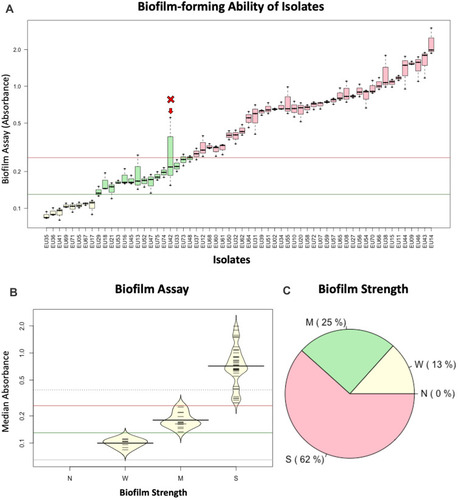 Figure 1 Biofilm-forming activity of all enterococcal isolates. (A) Boxplots showing the results of the Crystal Violet assay, measured as OD in triplicates. The Y axis represents the actual optical density of each reading, on a log scale. Isolate “EU42” is indicated by an arrow because its interquartile range spans the moderate-strong biofilm-formation threshold, which led to its exclusion from further analysis. (B) Beanplots indicating the distinction of the isolates according to their biofilm assay into weak, moderate, and strong-biofilm formers. Horizontal lines in (A and B) represent the thresholds for biofilm strength classification (Table 1): brick red (threshold for “strong” designation; dark green: threshold for “moderate” designation; gray: threshold for “weak” designation. (C) Pie chart for the proportion of isolates with different strengths of biofilm formation.