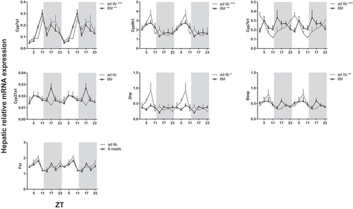Figure 7. Effect of a 6 meals-a-day feeding schedule on daily hepatic mRNA expression of biosynthetic bile acid genes. Rats were fed a chow diet with food available every 4 h for 11–12 min (6M, open triangles) or 24 h ad lib (grey line). Gene expression is given relative to the geometric mean of three reference genes. Asterisks indicate if an expression rhythm showed a significant daily rhythm as tested by JTK software, *p < 0.05, **p < 0.01, ***p < 0.001. Grey background indicates the dark period and time is given as ZT. Cyp: cytochrome P450 family member; Shp: short heterodimer partner; Fxr: farnesoid X receptor; Bsep: bile salt export pump.