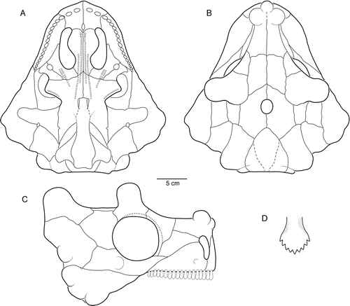 FIGURE 5 Reconstruction of the skull (A–C) and maxillary tooth (D) of Bunostegos akokanensis. Skull in A, palatal, B, dorsal, and C, right lateral views. D, tooth in labial view. Scale bar applies only to cranial reconstructions.