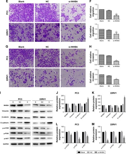 Figure 5 INHBA promoted the capabilities of proliferation, invasion, and migration through EMT and PI3K-AKT-mTOR signaling pathway regulated by NAP1L6. (A, B) Low-expression of NAP1L6 decreased the expression of INHBA at both mRNA levels and protein levels. (C) INHBA expression level in PC3 and 22RV1 cells was significantly decreased by si-INHBA. (D) CCK-8 assay determined the proliferation of si-INHBA-transfected PC3 and 22RV1 cells. (E, F) si-INHBA could decrease the migration capacity of PCa cells. (G, H) si-INHBA could decrease the invasion capacity of PCa cells. (I–M) Western blot protein expression levels in PC3 and 22RV1 cells after si-INHBA transfection. GAPDH protein was internal control. Data represent the mean ± SD from three independent experiments. *P<0.05.