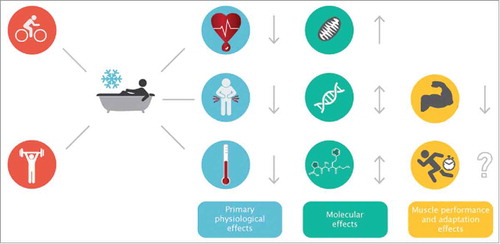Figure 1. Overview of the physiological and molecular effects of cold water immersion.