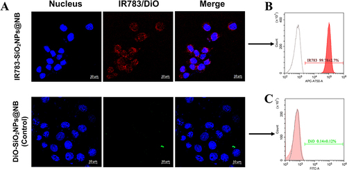 Figure 4 The tumor specific binding efficiency of NBs was evaluated by co-incubation with VX2 cells in vitro.